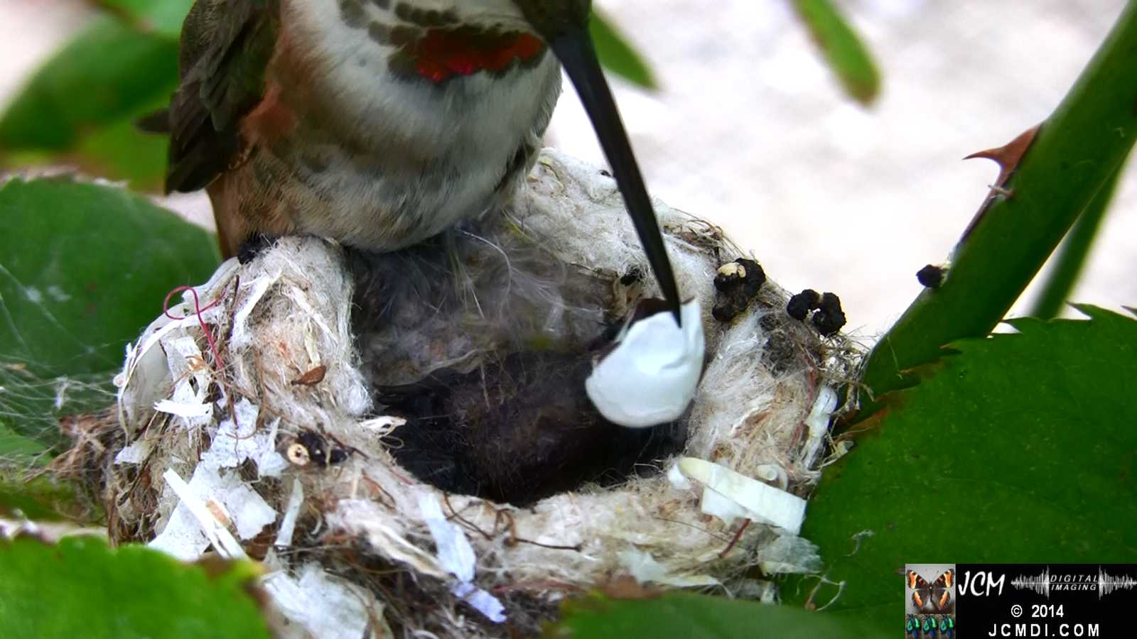 Allens Hummingbird feeding chick and throwing out bad egg 4